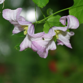 Clematis texensis Pagoda